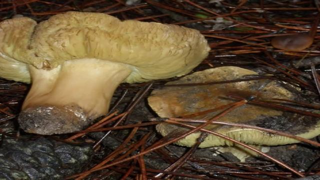 Tricholoma equestre смотреть онлайн