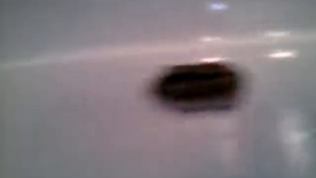 Хомяк в ванне