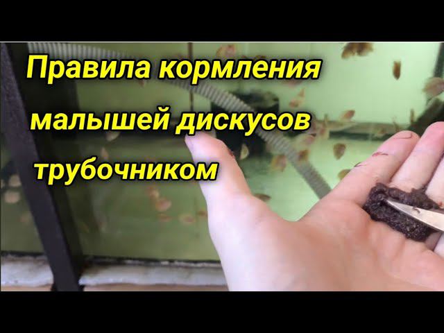 Аквариумистика и кормление дискусов смотреть онлайн