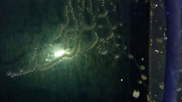 Кладка икры улиток - CoralReef-Aqua.ru