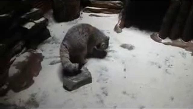 Величественный манул смотреть онлайн