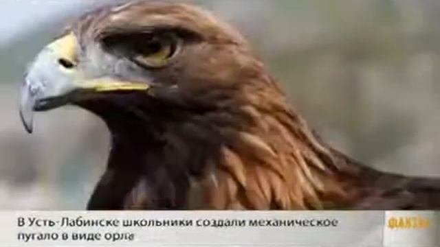 Механический беркут из Усть - Лабинска смотреть онлайн