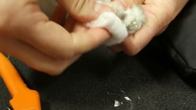 Clipping An Ingrown Nail On A Cat