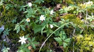 7 марта/Народные приметы/День Маврикия , Афанасия/