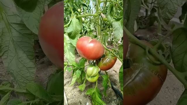 Томат Голубой Казахстан смотреть онлайн