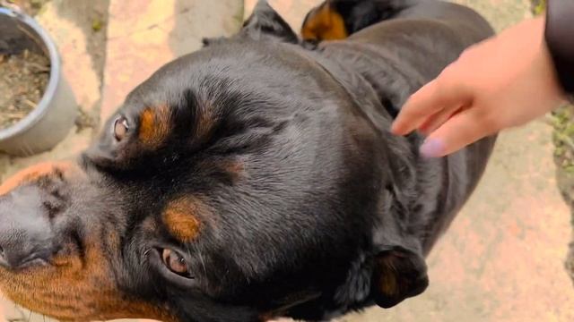 Ротвейлер приходится прятать на заднем дворе, когда приходят гости смотреть онлайн