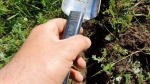 Посев подсолнечника.NO-TILL .По целине,что получится?!1.05.21.