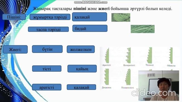 Жапырақтың құрылысы мен қызметі смотреть онлайн