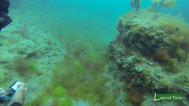 Подводные прогулки в Атлантическом Океане. Аргентина. смотреть онлайн