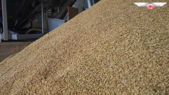 Как сушить рис на мобильной зерносушилке Fratelli Pedrotti смотреть онлайн