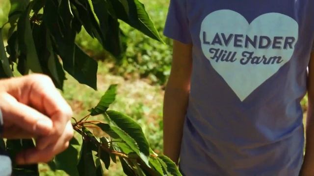 How to Pick Cherries смотреть онлайн