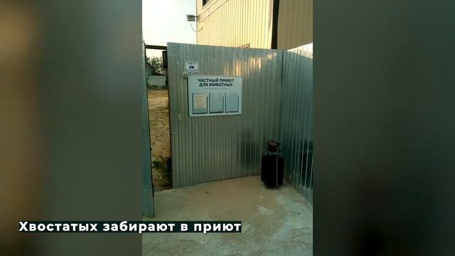 Бездомный друг 16.08.2020 смотреть онлайн