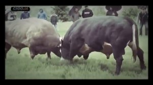 Бой быков вот ето да