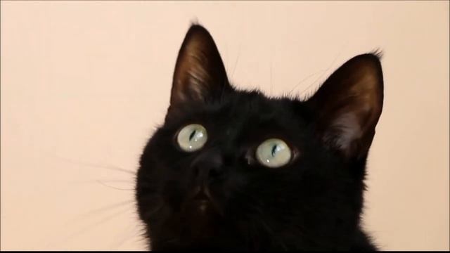 Звуки (мяуканье) кошек