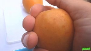 Абрикос Фаралия, поздний, самоплодный и очень вкусный абрикос, Астрахань 2022г.