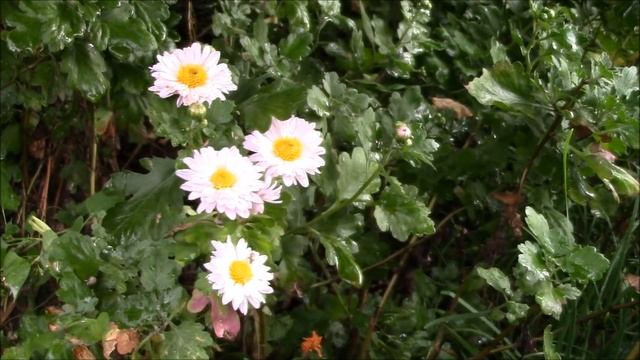 Хризантемы в саду! Сентябрь время цветения хризантем! смотреть онлайн