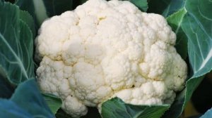 ЛУЧШИЕ СОРТА РАННИЕ СОРТА ЦВЕТНОЙ КАПУСТЫ || гибриды цветной капусты