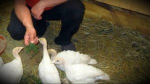 Индюки на даче особенности содержания