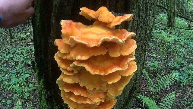 Коллибия лесолюбивая и летний опенок Московская Область смотреть онлайн