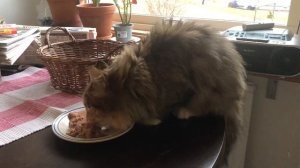 Чем кормить кошку. Норвежская лесная кошка Соня. Norwegian forest cats