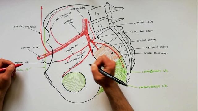 Branches of the Internal and External ILIAC ARTERIES смотреть онлайн