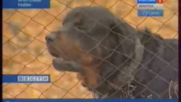 Любую собаку можно перевоспитать