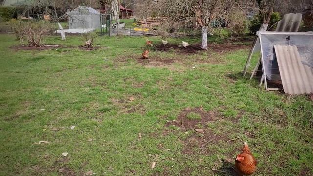 2s. дача, строим домик для гостей,каркасный домик, карниз крыши, OSB стены, ставим окна.