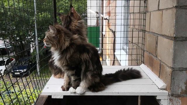 Кошки наблюдают грозу смотреть онлайн