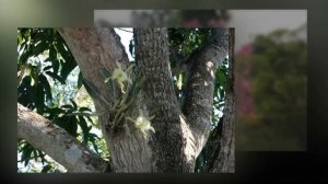 Орхидея в природе