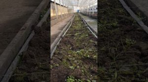 заглубленная теплица. что можно выращивать? есть предложения? давайте обсудим.