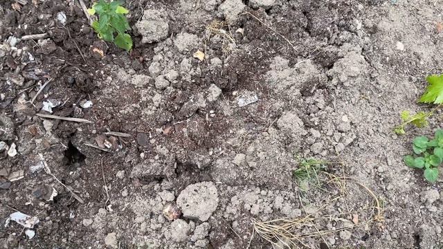БЕСПЛАТНЫЕ УДОБРЕНИЯ. СЕКРЕТЫ ПЛОДОРОДИЯ смотреть онлайн
