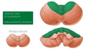 Мозжечок - Анатомия человека | Kenhub