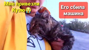 Привезли опять сбитого машиной кота он тяжелый