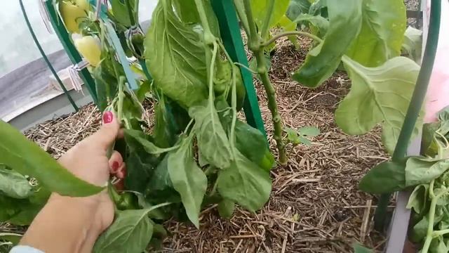 Потери июня - перец, розы, виноград. Огородная текучка, подвязка перца, стрижка томатов