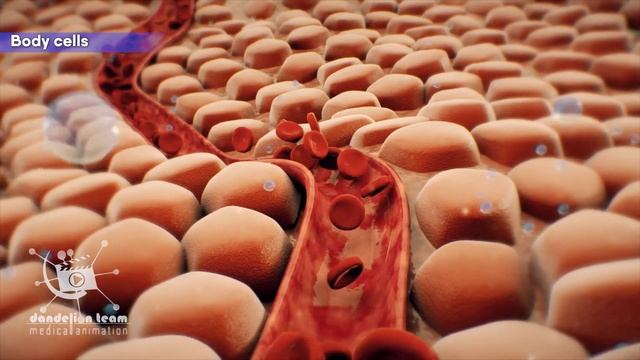 Everyday life of a red blood cell Dandelion 3d medical animation! смотреть онлайн