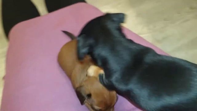 Мама и Папа: Учимся Вместе