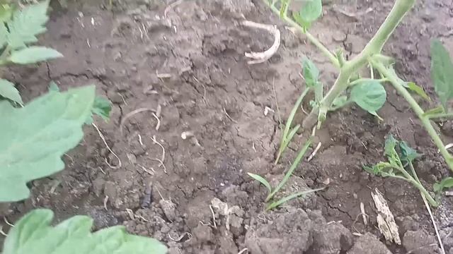 Томаты.Обрезка листьев.Пасынкование. смотреть онлайн