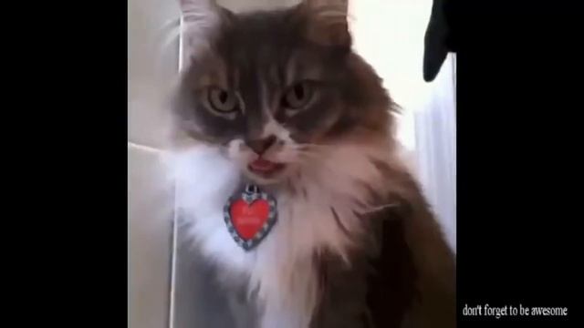 Смотреть онлайн бесплатно коты приколы смотреть онлайн