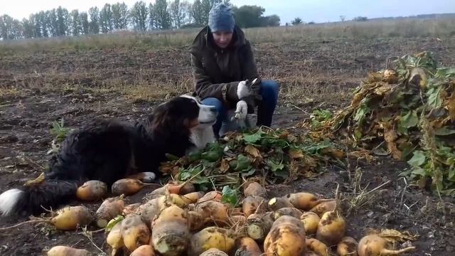 Собака ест кормовую свёклу смотреть онлайн