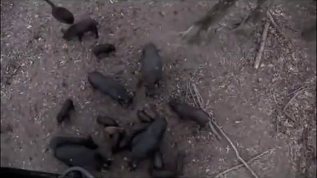 ОХОТА НА КАБАНА! не применяя ружья ТАКОГО ВЫ НЕ ВИДЕЛИ! смотреть онлайн