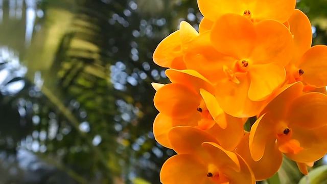 Orchid Farm Phuket смотреть онлайн