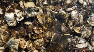 Сахалинские устрицы! Открытие сезона
