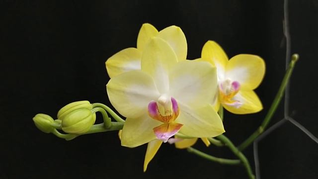 Phalaenopsis Yen Shuai 'Sweet Girl' смотреть онлайн