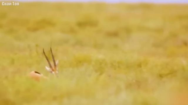 Случаи, когда добыче хищников удалось выжить смотреть онлайн