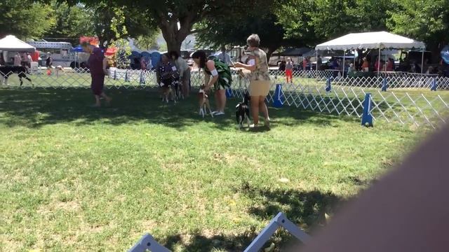 7/17/16 Cabrillo Kennel Club - Moto, 9 mo old basenji male, won Reserve Winners! смотреть онлайн
