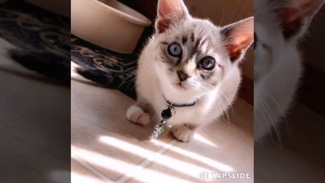 Кто любит котиков тому сюда