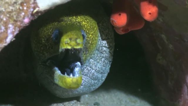 Дайвинг в Дахабе. Лайтхаус. 07.04.2015 смотреть онлайн