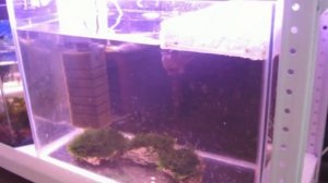 Разведение таракатумов #ЧЕРДАКВА 5 - нерестовик