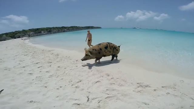 Pig Beach, The Bahamas смотреть онлайн