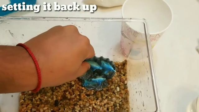 HOW TO CLEAN A 2 GALLON OR SMALLER FISH TANK 2017 смотреть онлайн